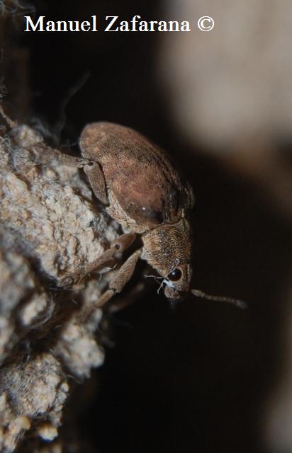 Gonipterus cfr. scutellatus (Curculionidae)